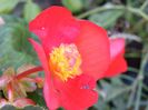 begonia