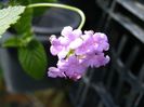 lantana mov