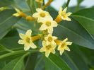cestrum aurantiacum