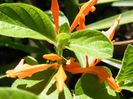 justicia spicigera