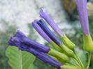 iochroma cyaneum