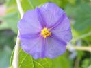 solanum rantonetti