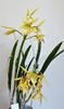 Brassocattleya Yellow Bird