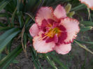 Sr-r1,9 si r2,6-cherry valentine-15