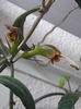 Aeschynanthus logicaulis1