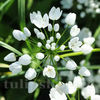 Bulbi Allium Neapolitanum (Ceapă decorativă)