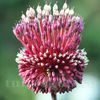 Bulbi Allium Red Mohican (Ceapă decorativă)