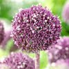 Bulbi Allium Summer Drummer (Ceapă decorativă)