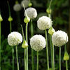 Bulbi Allium White Cloud (Ceapă decorativă)