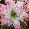 Bulbi Amaryllis Aphrodite (Hipperastrum)