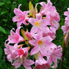 Bulbi Amaryllis Belladonna (Hipperastrum)
