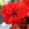 Bulbi Amaryllis Double Delicious (Hipperastrum)