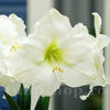 Bulbi Amaryllis Mont Blanc (Hipperastrum)
