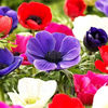 Bulbi Anemone de Caen Mix