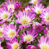 Bulbi Anemone Blanda Pink Star