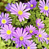 Bulbi Anemone Violet Star