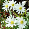 Bulbi Anemone White Splendour