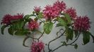 Justicia carnea