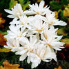 Bulbi Brândușe Alboplenum Alba (Colchicum)