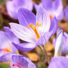 Bulbi Brândușe Conqueror (Crocus)