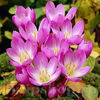 Bulbi Brândușe Giant (Colchicum)