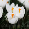 Bulbi Brândușe Jeanne d’Arc (Crocus)