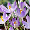 Bulbi Brândușe Lilac Beauty (Crocus)