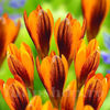 Bulbi Brândușe Orange Monarch (Crocus)