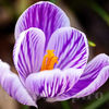 Bulbi Brândușe Pickwick (Crocus)