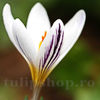 Bulbi Brândușe Picturatus (Crocus)