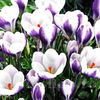Bulbi Brândușe Prins Claus (Crocus)