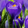 Bulbi Brândușe Remembrance (Crocus)