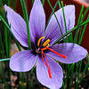 Bulbi Brândușe Sativus Șofran (Crocus)