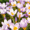 Bulbi Brândușe Sieberi Firefly (Crocus)