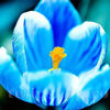 Bulbi Brândușe Sky Blue (Crocus)
