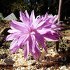 Bulbi Brândușe Waterlily (Colchicum)