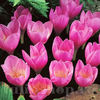 Bulbi Brândușe Zonatus (Crocus)