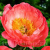 Bulbi Bujor Coral Sunset (Paeonia)