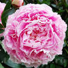 Bulbi Bujor Sarah Bernhardt (Paeonia)
