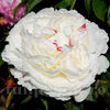Bulbi Bujor Shirley Temple (Paeonia)