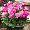 Bulbi Bujor Patio Rome (Paeonia)