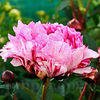 Bulbi Bujor The Fawn (Paeonia)