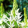 Bulbi Camassia Alba (Zambilă Indiană)
