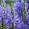 Bulbi Camassia Caerulea (Zambilă Indiană)