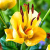 Bulbi Crin Apricot Fudge (Lilium)