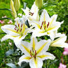 Bulbi Crin Bafferari (Lilium)