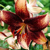 Bulbi Crin Chocolate Event (Lilium)