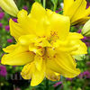 Bulbi Crin Fata Morgana (Lilium)