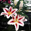 Bulbi Crin Hachi (Lilium)
