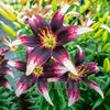 Bulbi Crin Netty's Pride (Lilium)